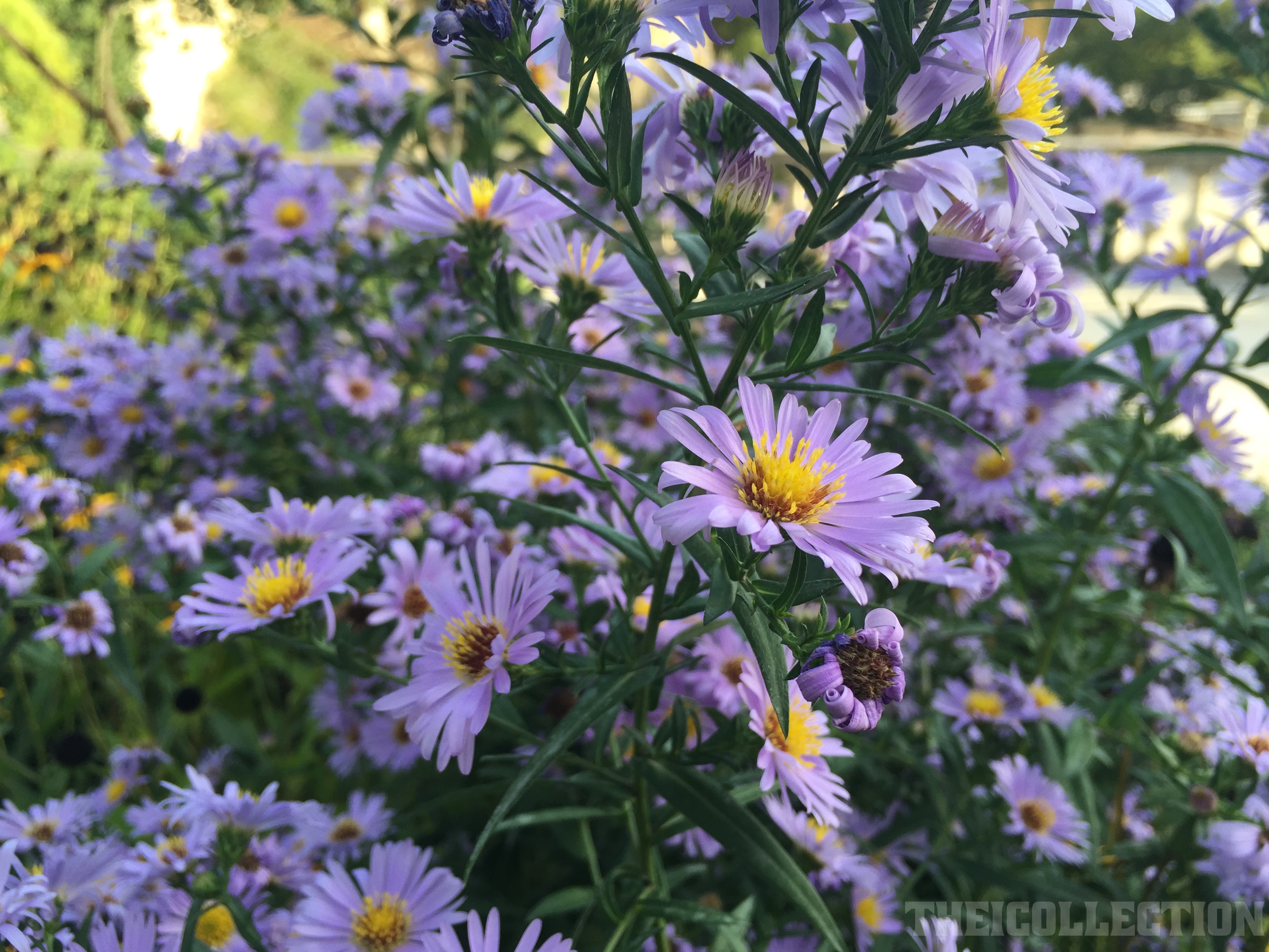 Exemple de photo prise sans retouche par l'iPhone 6 Plus (HDR désactivé)